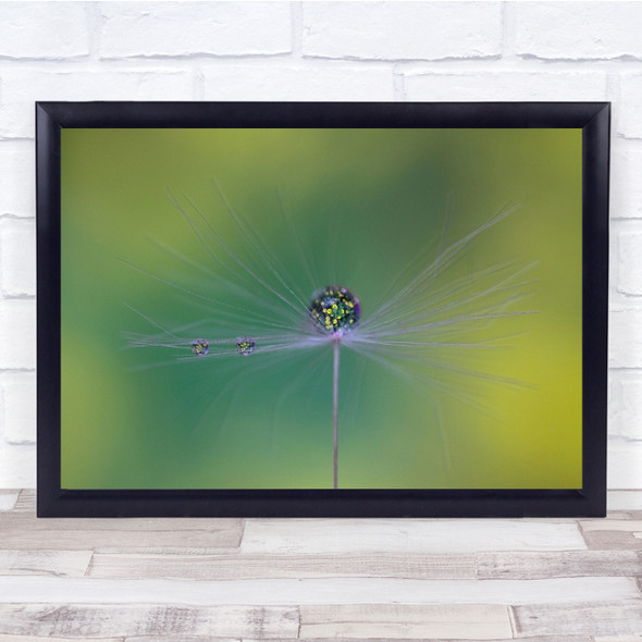 Feather Feathers Soft Green Pearl Pearls Water Drop Drops Wall Art Print