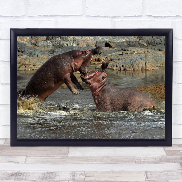 Hippo Tanzania Serengeti Safari Africa River Fight Nature Wall Art Print