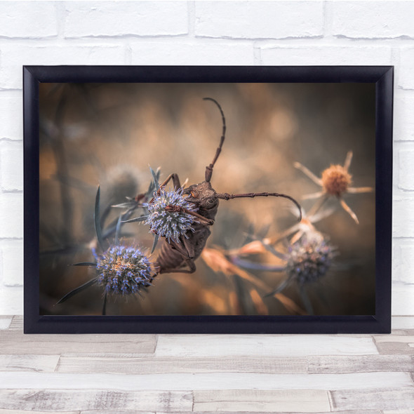 Insect Flower Bokeh Macro Fall Autumn Grasshopper Morimus Wall Art Print