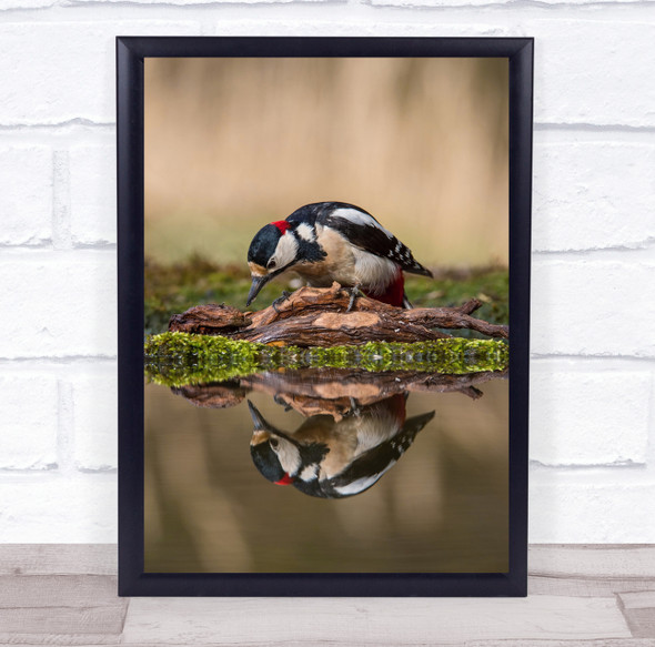 Woodpecker Wildlife Wild Nature Animal Animals Bird Birds Wall Art Print