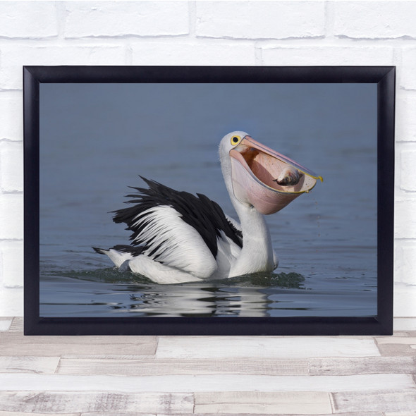 Pelican Fish Catch Caught Prey Predator Water Eat Eating Wall Art Print