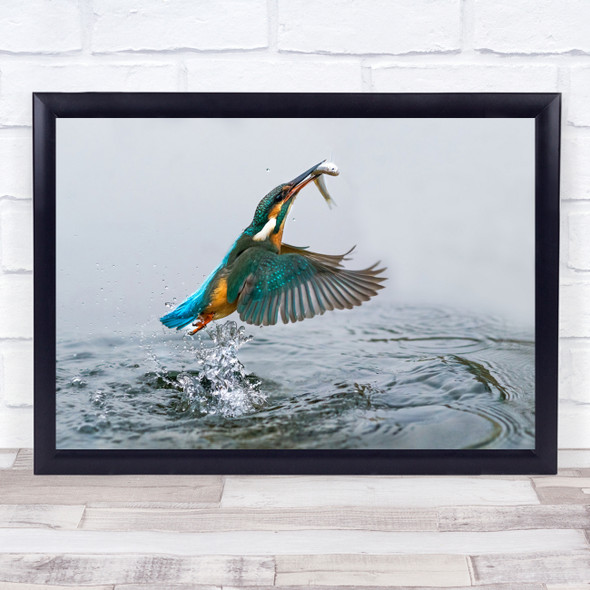 Success Colourful bird catching fish action Water splash Wall Art Print