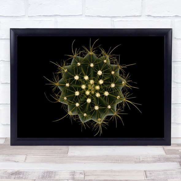 Cactus Still-life Macro Abstract Spines Radial Symmetry Wall Art Print