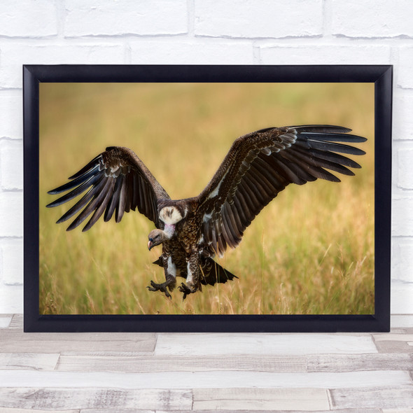 Kenya Masai Mara Africa Animal Eagle Bird Birds Animals Wall Art Print