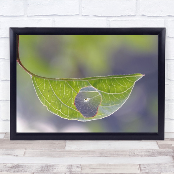 Macro Photography Close Up Leaves Web Hole Spider Light Wall Art Print