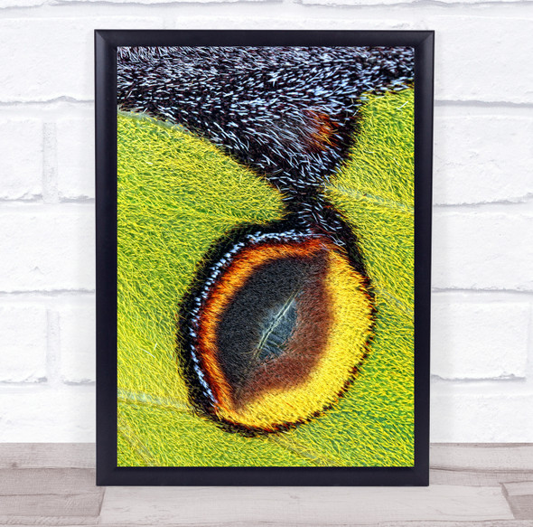 Moth Wing Detail Eyespot African Abstract Macro Graphic Wall Art Print