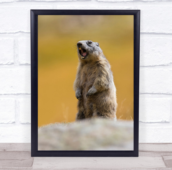 Marmot Marmotta Animals Alps Marmots Scream Roar Roaring Shout Wall Art Print