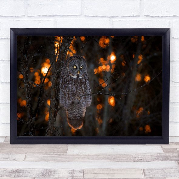 Owl Bird Sunset Perched Eyes Woods Tree Winter Great Grey Gray Wall Art Print