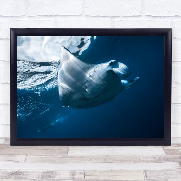 Underwater Ocean Sea Reef Lagoon Wildlife Manta Ray Blue Wings Wall Art Print