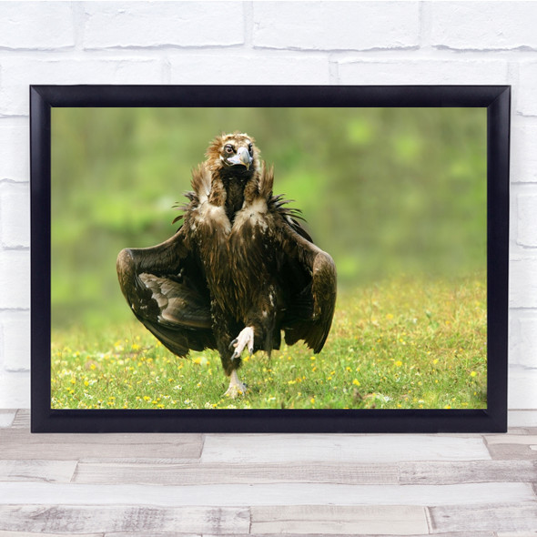 Vulture Nature Wildlife Spring Bird Spain Birds Sneaking Sneak Wall Art Print