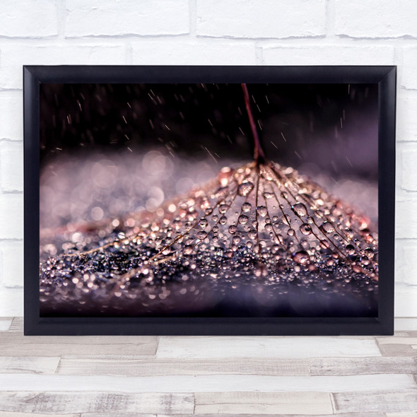 Water Macro Light Drops Drop Dandelion Droplets Downy Tuft Dew Wall Art Print