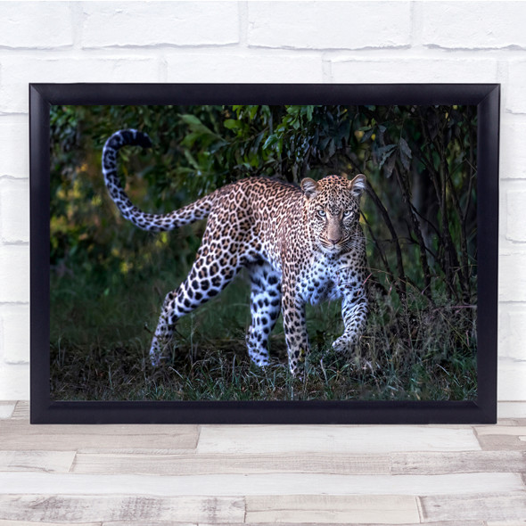 Wildlife Kenya Africa Safari Feline Leopard Wild Nature Animal Wall Art Print