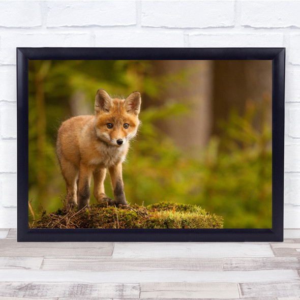Wildlife Wild Nature Animal Animals Fox Red Young Cub Pup Cute Wall Art Print