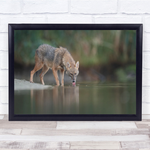 Wildlife Wolf Jackal Wild Nature Animals Drink Drinking Tongue Wall Art Print