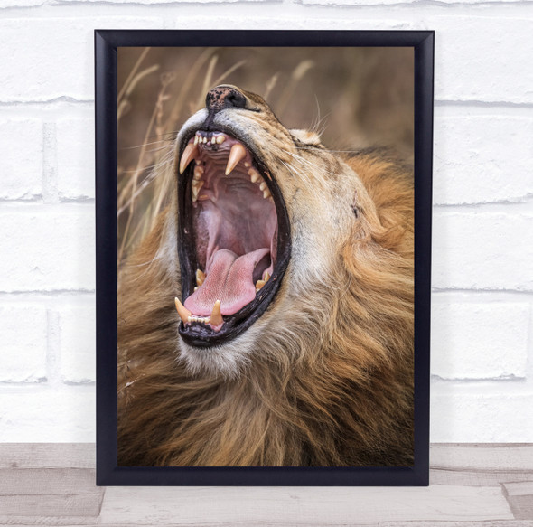Yawn Fangs Tired Sleepy Lion Roar Cry Fang Mouth Wildlife Wild Wall Art Print