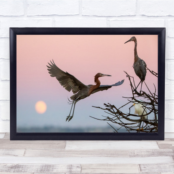 Bird Blue Pink Sky Flying In Evening Wall Art Print