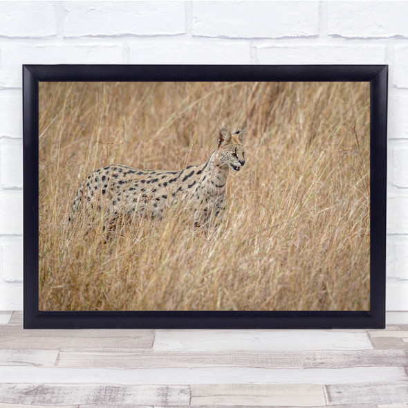 Serval Cat In The Tall Red Oat Grass Wall Art Print