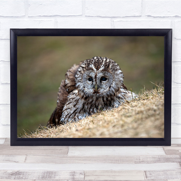 Tawny Owls Norway bird cute wildlife Wall Art Print