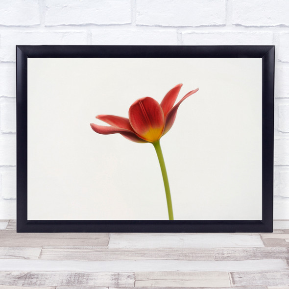 Tulip Flower Tulipan Blomst Portrait Wall Art Print