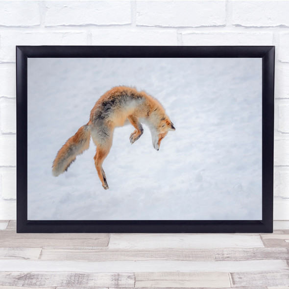 Red Foxe Winter Cold Snow Jump Leap Wall Art Print