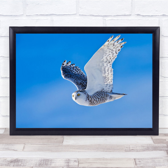 Owl Bird Wildlife Nature Snowy Owls Wall Art Print