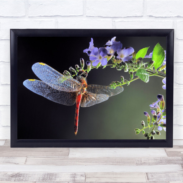 Dragonfly Flower Insect Bug Nature Wall Art Print