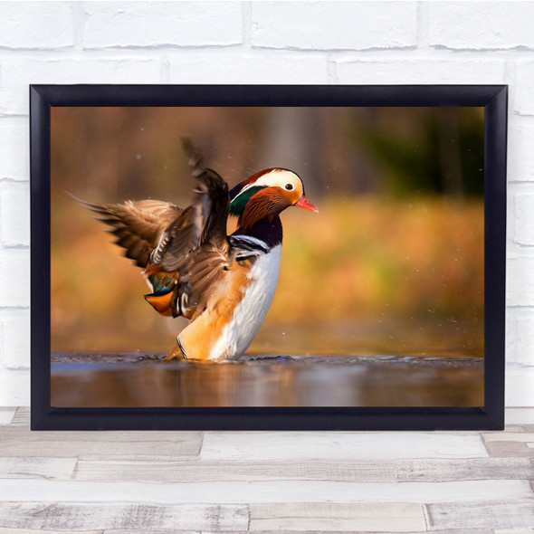 Duck Water Bokeh flight swimming Wall Art Print