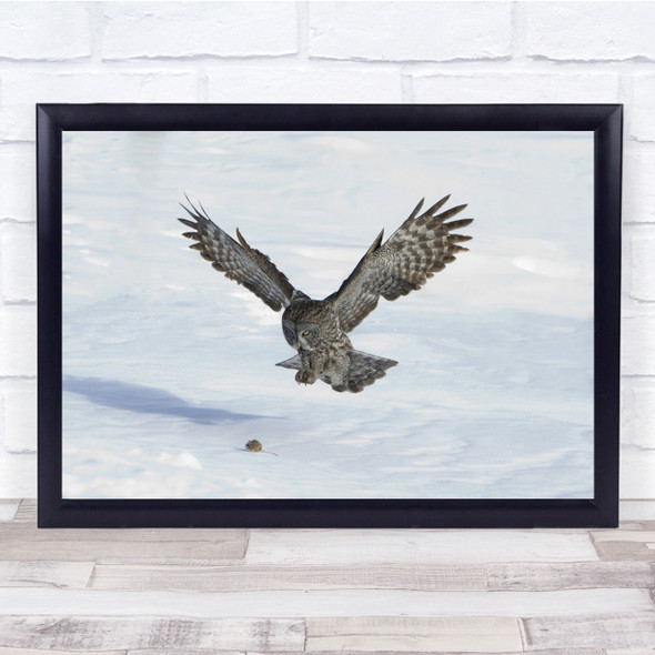 Greatgrey Owl Danger From Above Wall Art Print