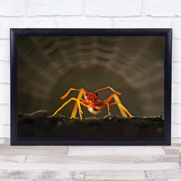 Macro Ant Web Ants Bokeh Danger Wall Art Print