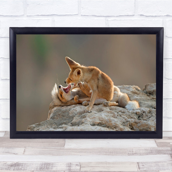 Play Of Foxes Bite Nature Young Wall Art Print