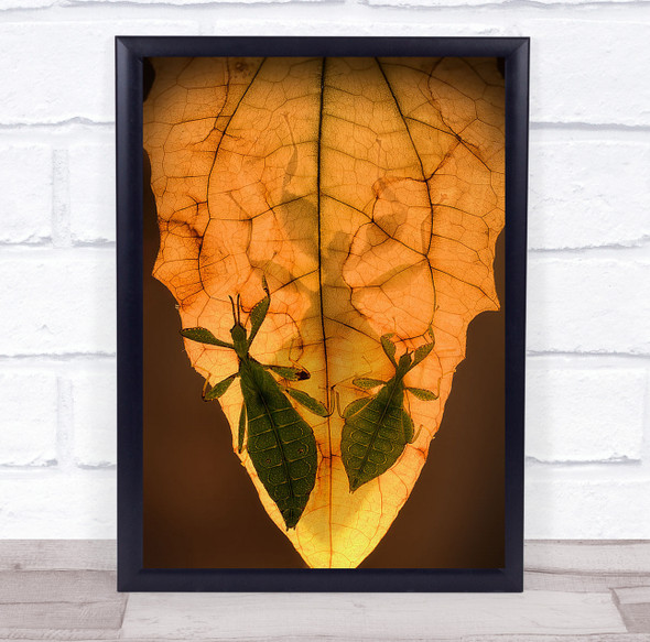 Leaf Insects animals wildlife Wall Art Print