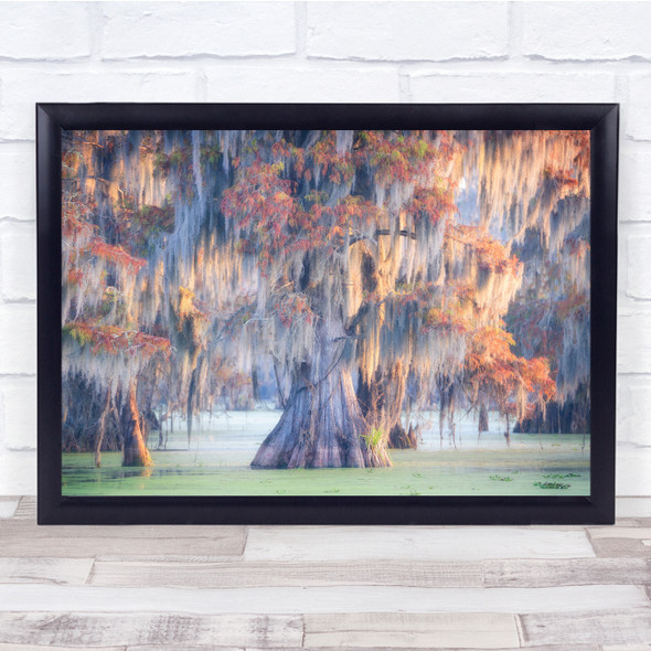 Marsh Swamp Trees Cypresses Wall Art Print