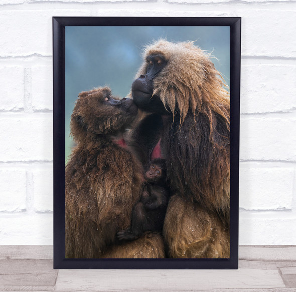 Family monkey hugging baby Wall Art Print