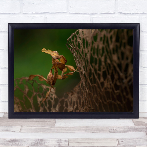 Ghost Mantis insect animal Wall Art Print