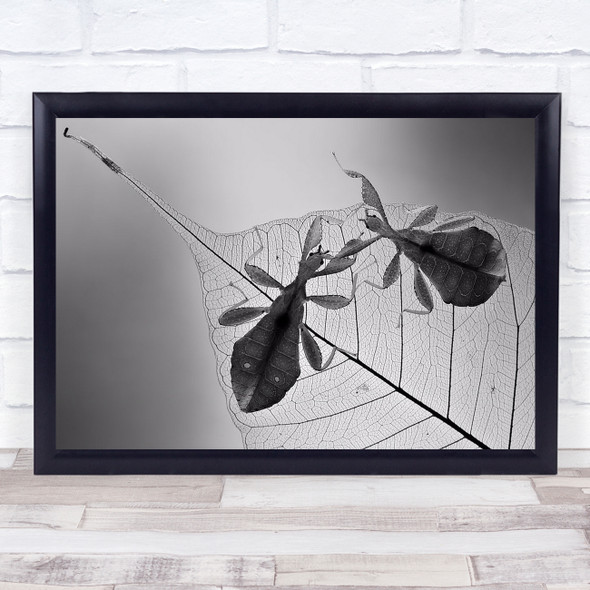 Phyllium Insects on leaf Wall Art Print