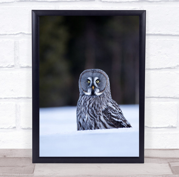 Great Grey Owl wildlife Wall Art Print