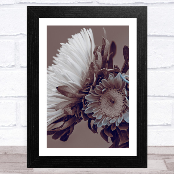 Aster Flowers Sepia Style 1 Wall Art Print
