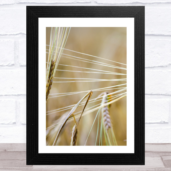 Close Up Ear Wheat Design 1 Wall Art Print