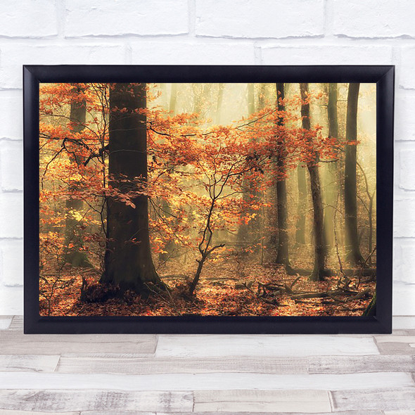 Autumn Tree Leaves Orange Netherlands Seasons Season Wall Art Print