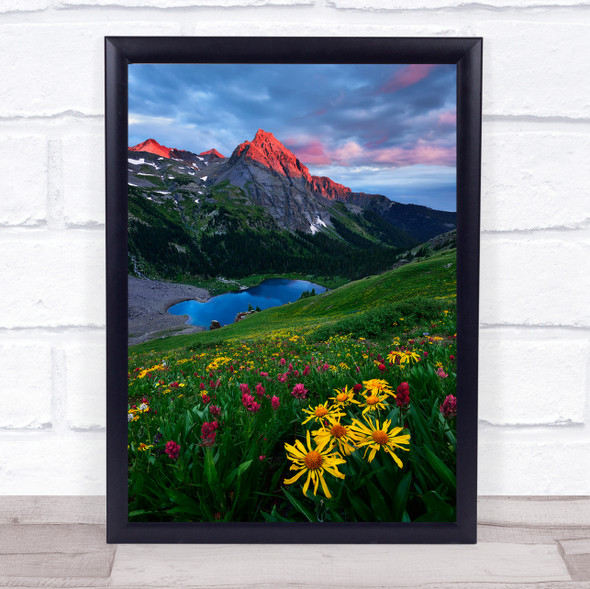 Colourful Colorado Mountain Flower L Botanical Wildflower Wall Art Print