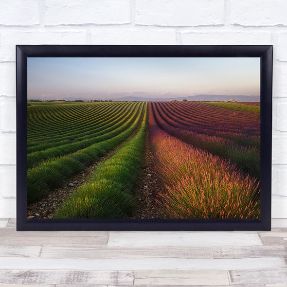 Field Of Lavender S Fields Row Rows Farm Farmhouse Countryside Wall Art Print