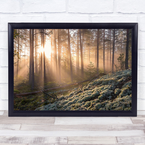 Fog In The Forest White Moss Foreground Trees Woods Sunlight Sun Rays Art Print