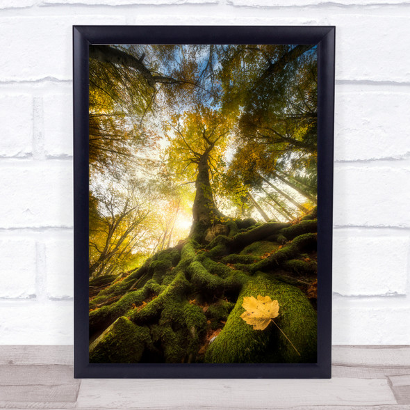 Forest Tree Roots Colours Italy Perspective Wall Art Print