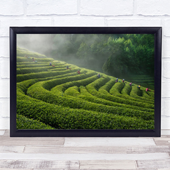 Green Tea Farm Work Worker Working Workers Farming Wall Art Print