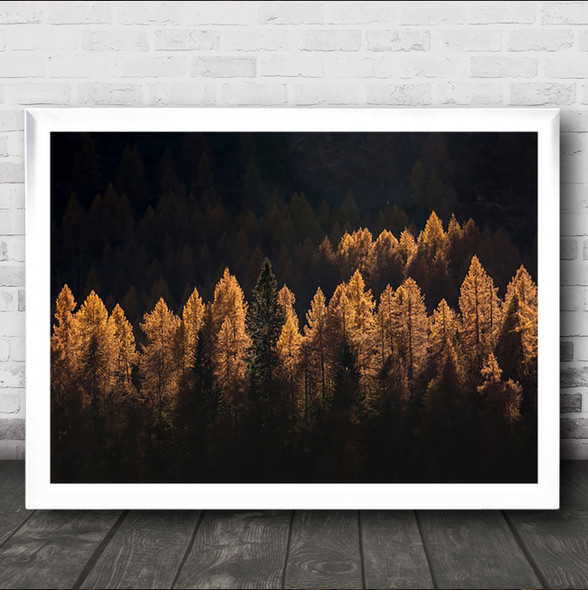 Light For A Few Trees Forest Abstract Autumn Fall Pine Pines Wall Art Print