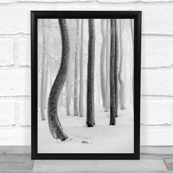 Shapes Tree Winter Outdoor Forest Beech Snow Snowy Foggy Wall Art Print