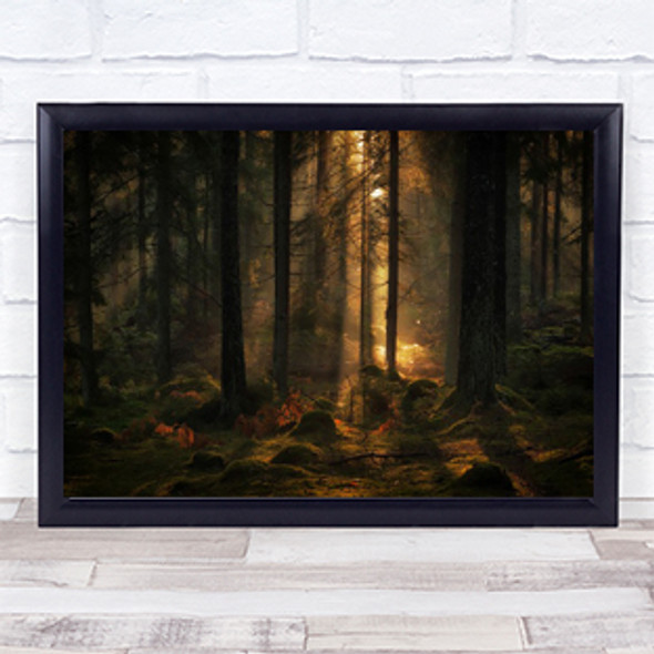 The Light In Forest Sweden Tree Atmosphere Trees Morning Dawn Wall Art Print