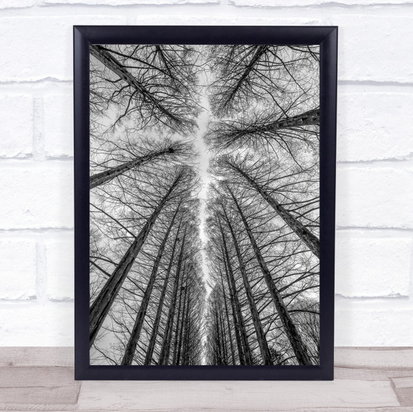 The Road Trees Trunks Perspective Ceiling Cathedral Tall High Forest Art Print