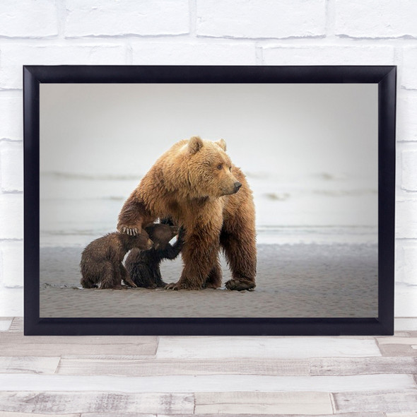 Family Time Bear Alaska Feeding Nursing Mother Cubs Wall Art Print