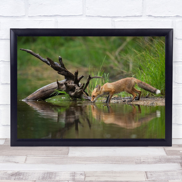 Red Fox Nature Animal Wildlife Drink Drinking Water Reflection Wall Art Print